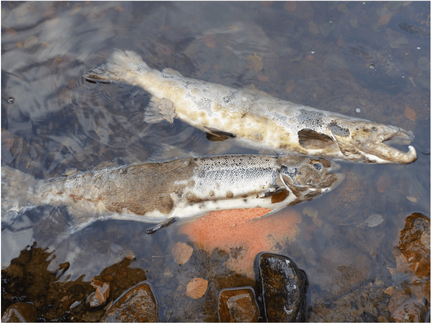 Lethal Thiamine deficiency