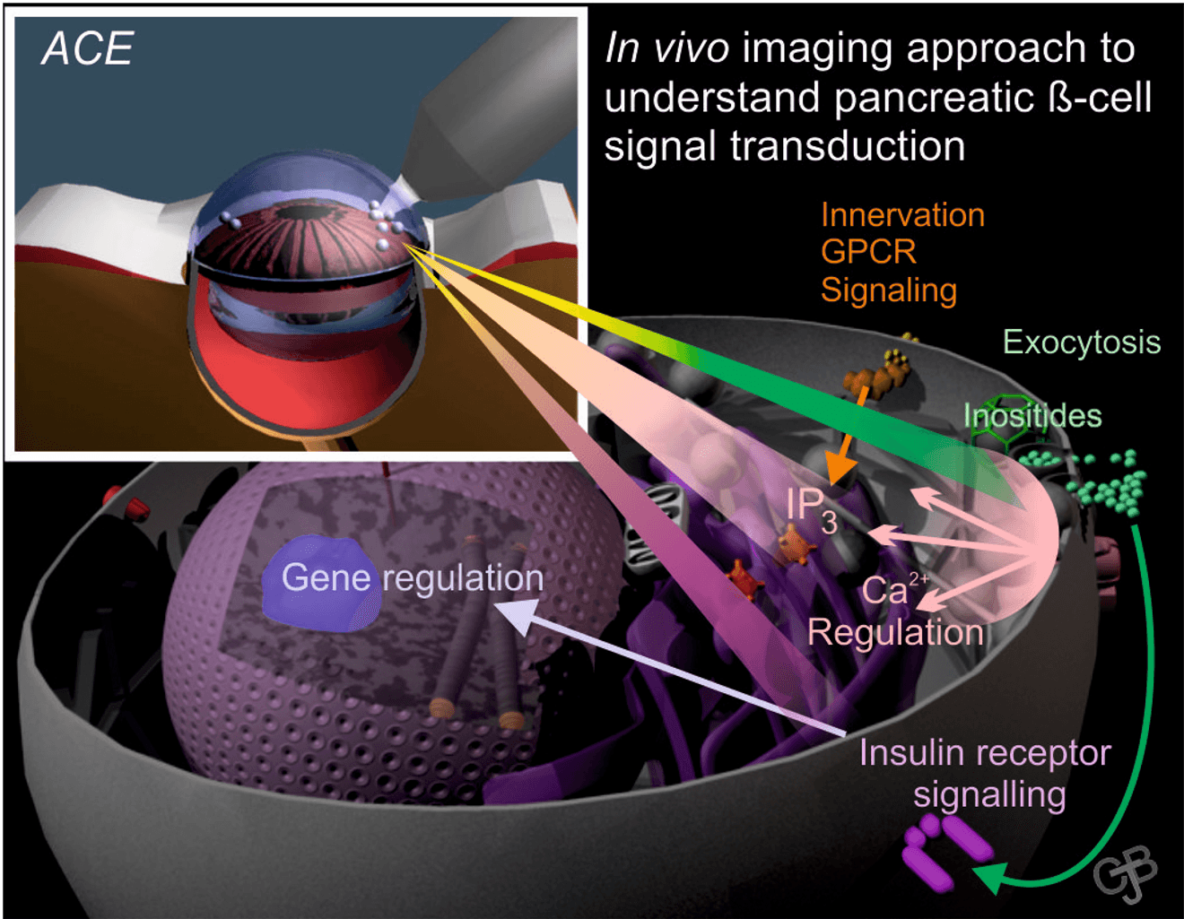 Per-Olof Berggren at the Karolinska Institute